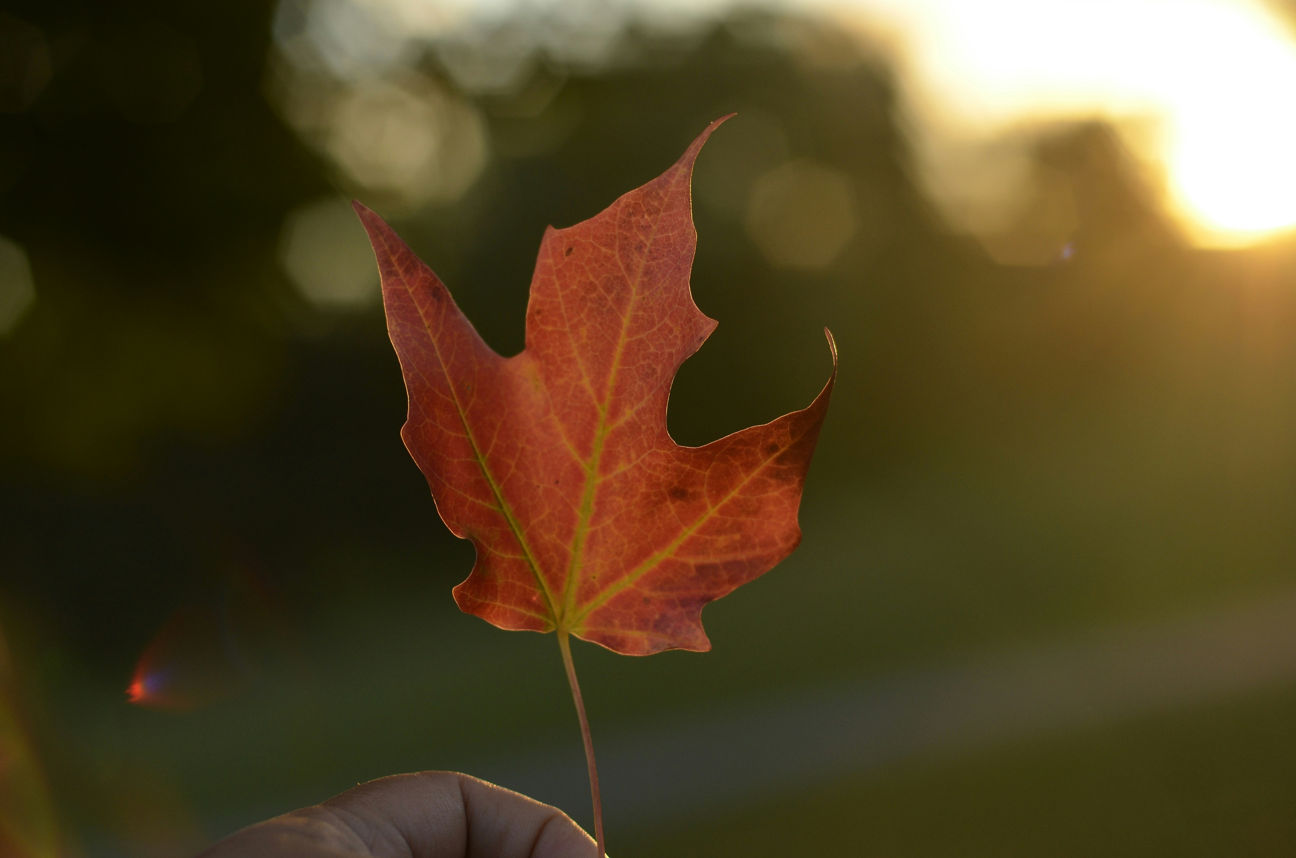 Picture of a red maple leaf 