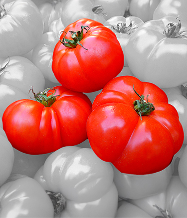 picture of red Brandywine tomatoes with grey background